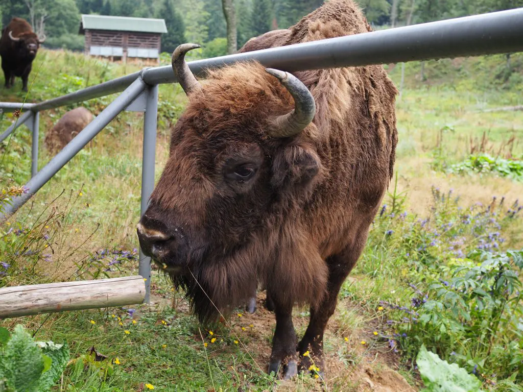 DOMKI NAD STRUMYKIEM - Domki całoroczne koło Soliny